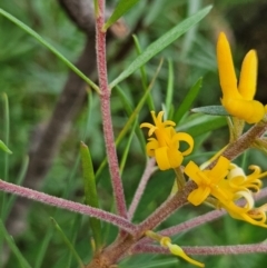 Persoonia linearis at QPRC LGA - 18 Feb 2024 02:31 PM