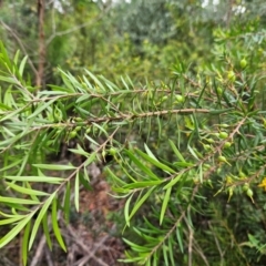 Persoonia linearis at QPRC LGA - 18 Feb 2024