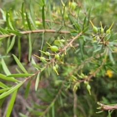 Persoonia linearis at QPRC LGA - 18 Feb 2024 02:31 PM