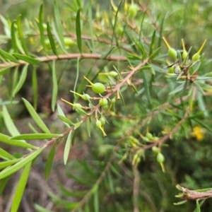 Persoonia linearis at QPRC LGA - 18 Feb 2024