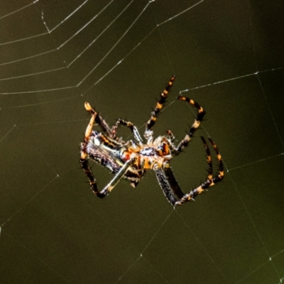 Plebs bradleyi (Enamelled spider) at Longwarry North, VIC - 12 Dec 2023 by Petesteamer