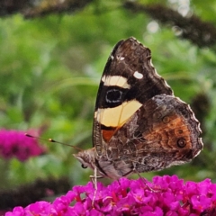 Vanessa itea (Yellow Admiral) at QPRC LGA - 18 Feb 2024 by MatthewFrawley