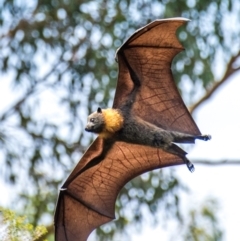 Pteropus poliocephalus (Grey-headed Flying-fox) at Warragul, VIC - 23 Jan 2024 by Petesteamer