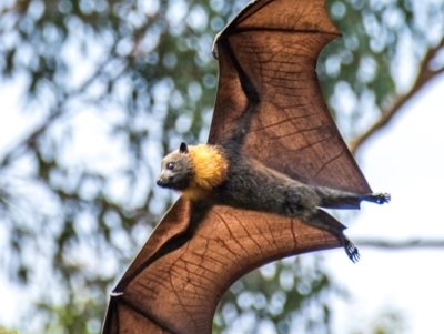 Pteropus poliocephalus (Grey-headed Flying-fox) at Warragul, VIC - 23 Jan 2024 by Petesteamer