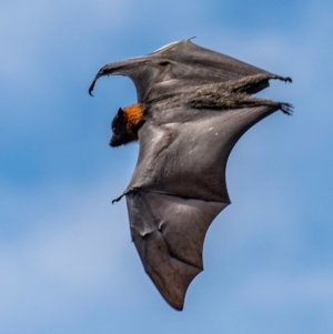 Pteropus poliocephalus at Warragul, VIC - 23 Jan 2024