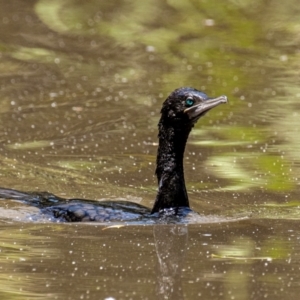 Phalacrocorax sulcirostris at Warragul, VIC - 23 Jan 2024