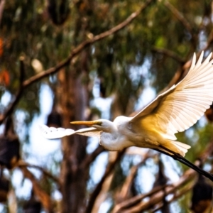 Ardea alba at Warragul, VIC - 6 Feb 2024