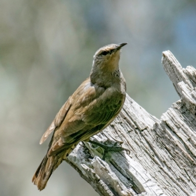 Climacteris picumnus (Brown Treecreeper) at Chiltern-Mt Pilot National Park - 12 Nov 2023 by Petesteamer