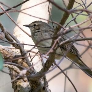 Pachycephala pectoralis at Chiltern-Mt Pilot National Park - 12 Nov 2023 08:45 AM