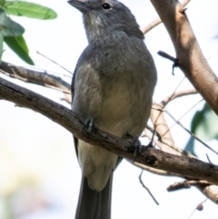 Pachycephala pectoralis at Chiltern-Mt Pilot National Park - 12 Nov 2023 08:45 AM