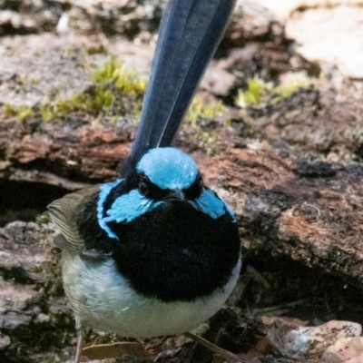 Malurus cyaneus (Superb Fairywren) at Chiltern Valley, VIC - 12 Nov 2023 by Petesteamer