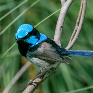 Malurus cyaneus at Chiltern-Mt Pilot National Park - 12 Nov 2023 01:23 PM