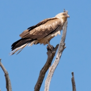 Haliastur sphenurus at Chiltern-Mt Pilot National Park - 12 Nov 2023