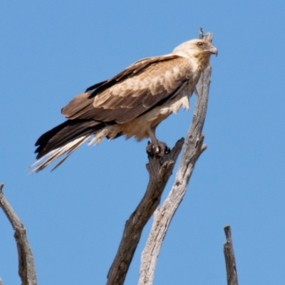 Haliastur sphenurus (Whistling Kite) at Chiltern Valley, VIC - 12 Nov 2023 by Petesteamer