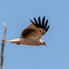 Haliastur sphenurus at Chiltern-Mt Pilot National Park - 12 Nov 2023