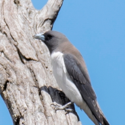 Artamus leucorynchus (White-breasted Woodswallow) at Chiltern Valley, VIC - 12 Nov 2023 by Petesteamer