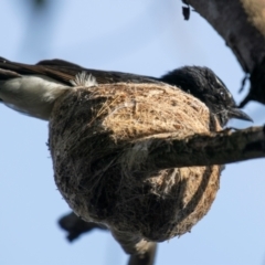 Rhipidura leucophrys (Willie Wagtail) at Chiltern-Mt Pilot National Park - 12 Nov 2023 by Petesteamer