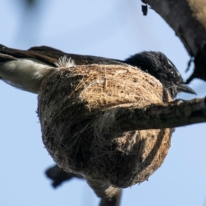 Rhipidura leucophrys at Chiltern-Mt Pilot National Park - 12 Nov 2023