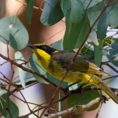 Lichenostomus melanops (Yellow-tufted Honeyeater) at Chiltern-Mt Pilot National Park - 12 Nov 2023 by Petesteamer