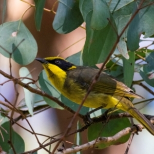 Lichenostomus melanops at Chiltern-Mt Pilot National Park - 12 Nov 2023