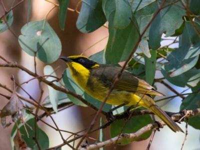 Lichenostomus melanops (Yellow-tufted Honeyeater) at Chiltern-Mt Pilot National Park - 12 Nov 2023 by Petesteamer