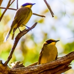 Lichenostomus melanops (Yellow-tufted Honeyeater) at Chiltern, VIC - 8 Nov 2017 by Petesteamer