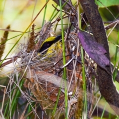 Lichenostomus melanops at Chiltern-Mt Pilot National Park - 9 Nov 2017