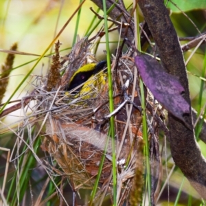 Lichenostomus melanops at Chiltern-Mt Pilot National Park - 9 Nov 2017