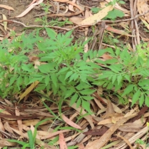 Bidens subalternans at Gigerline Nature Reserve - 16 Feb 2024