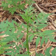 Bidens subalternans at Gigerline Nature Reserve - 16 Feb 2024 02:40 PM