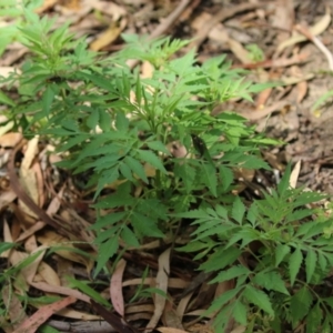 Bidens subalternans at Gigerline Nature Reserve - 16 Feb 2024 02:40 PM