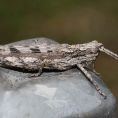 Coryphistes ruricola (Bark-mimicking Grasshopper) at Ormiston, QLD - 18 Feb 2024 by TimL
