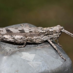 Coryphistes ruricola at Ormiston, QLD - 18 Feb 2024