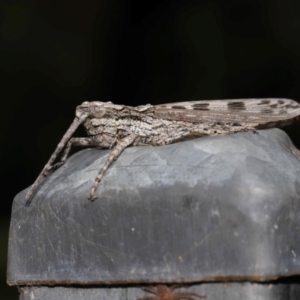 Coryphistes ruricola at Ormiston, QLD - 18 Feb 2024