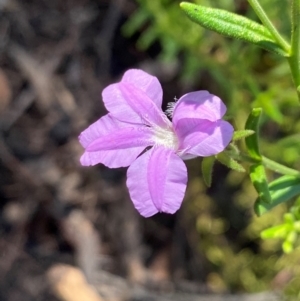 Coopernookia barbata at Tallong, NSW - 17 Feb 2024