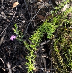 Coopernookia barbata at Tallong, NSW - 17 Feb 2024