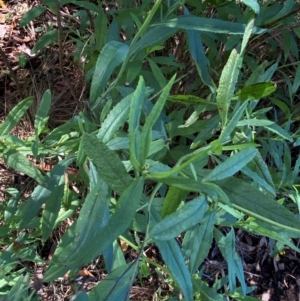 Senecio linearifolius at Tallong, NSW - 17 Feb 2024