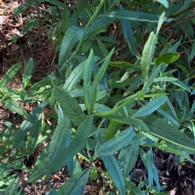 Senecio linearifolius (Fireweed Groundsel, Fireweed) at Tallong, NSW - 17 Feb 2024 by Jubeyjubes