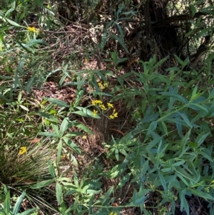 Senecio linearifolius at Tallong, NSW - 17 Feb 2024