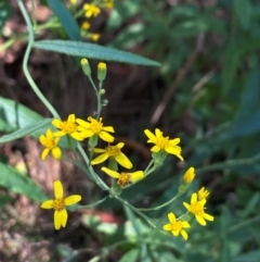 Senecio linearifolius at Tallong, NSW - 17 Feb 2024