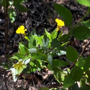 Goodenia ovata at Tallong, NSW - 17 Feb 2024