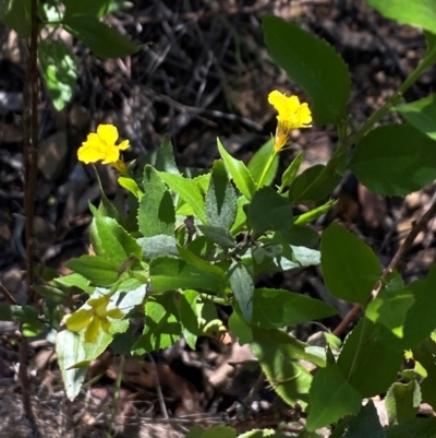 Goodenia ovata (Hop Goodenia) at Tallong, NSW - 17 Feb 2024 by Jubeyjubes