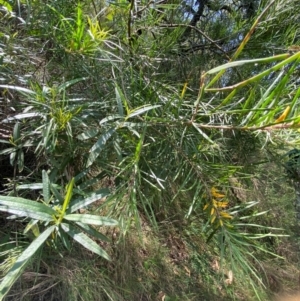 Persoonia linearis at Tallong, NSW - 17 Feb 2024 12:16 PM