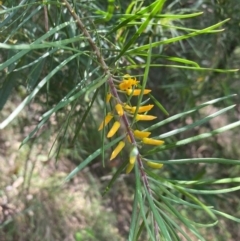 Persoonia linearis at Tallong, NSW - 17 Feb 2024