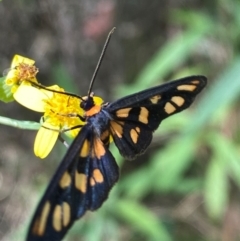 Amata (genus) (Handmaiden Moth) at Tallong, NSW - 17 Feb 2024 by Jubeyjubes