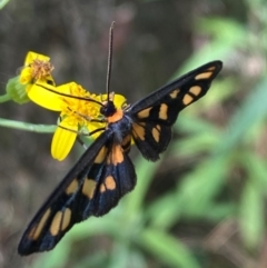 Amata (genus) at Tallong, NSW - 17 Feb 2024