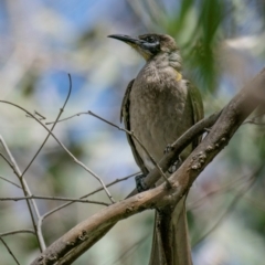 Philemon citreogularis (Little Friarbird) at Chiltern, VIC - 12 Nov 2023 by Petesteamer