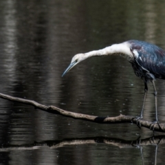 Ardea pacifica (White-necked Heron) at Chiltern, VIC - 11 Nov 2023 by Petesteamer