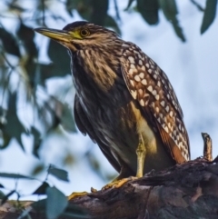 Nycticorax caledonicus (Nankeen Night-Heron) at Chiltern, VIC - 11 Nov 2023 by Petesteamer