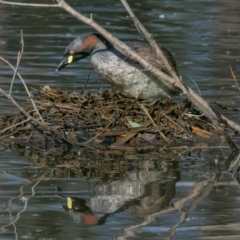 Tachybaptus novaehollandiae (Australasian Grebe) at Chiltern, VIC - 11 Nov 2023 by Petesteamer